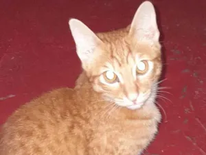 Gato raça viralata idade 7 a 11 meses nome sam