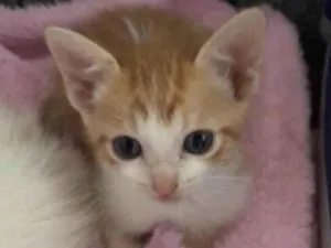 Gato raça Srd idade Abaixo de 2 meses nome Xuxa