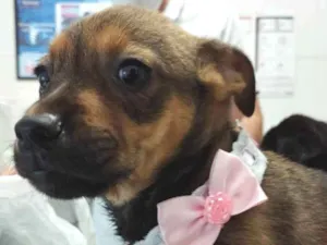 Cachorro raça SRD idade 2 a 6 meses nome Filhotinhos