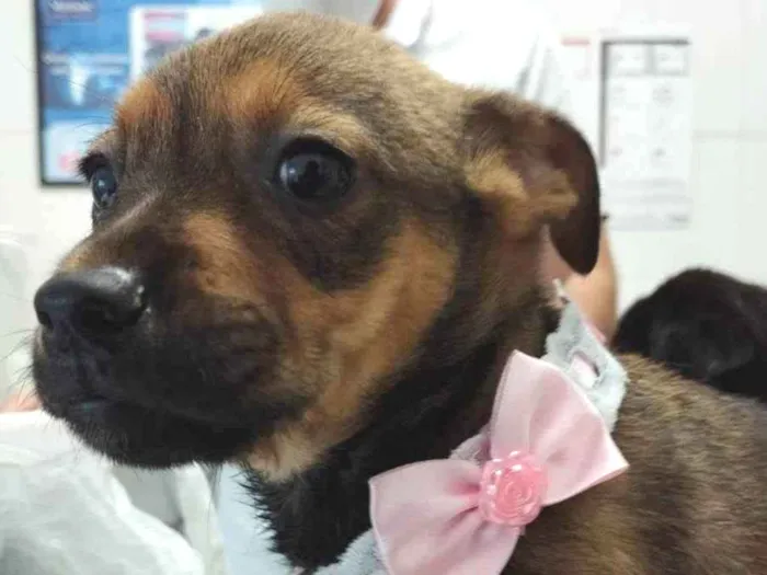 Cachorro ra a SRD idade 2 a 6 meses nome Filhotinhos