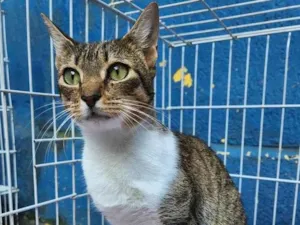 Gato raça SRD idade 2 a 6 meses nome SÍLVIA MARIA 