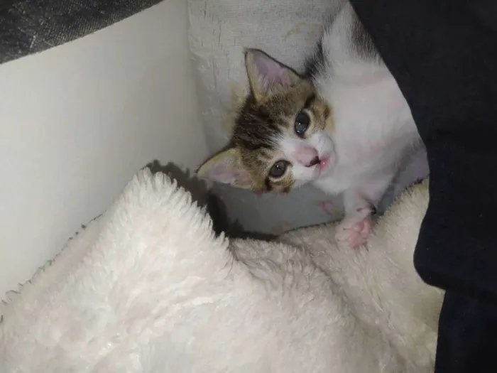 Gato ra a  idade 2 a 6 meses nome Nina