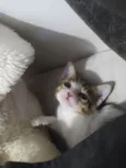 Nina