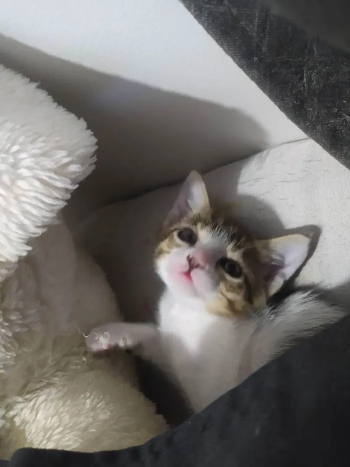 Gato ra a  idade 2 a 6 meses nome Nina