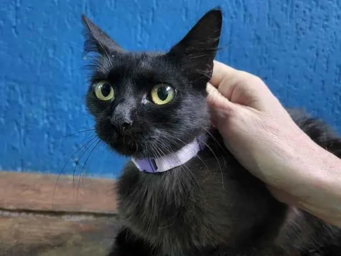 Gato raça SRD idade 2 a 6 meses nome BEATRIZ BLACK