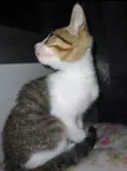 Nina