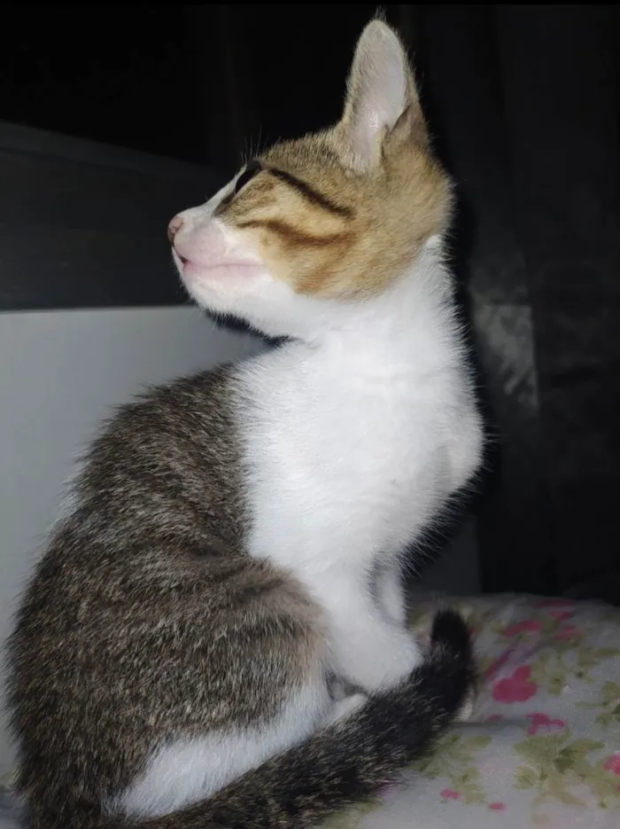 Gato ra a  idade 2 a 6 meses nome Nina