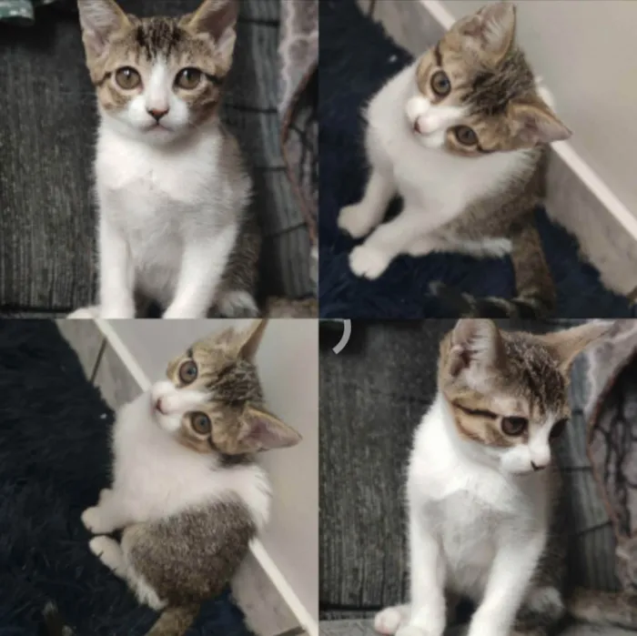 Gato ra a  idade 2 a 6 meses nome Nina