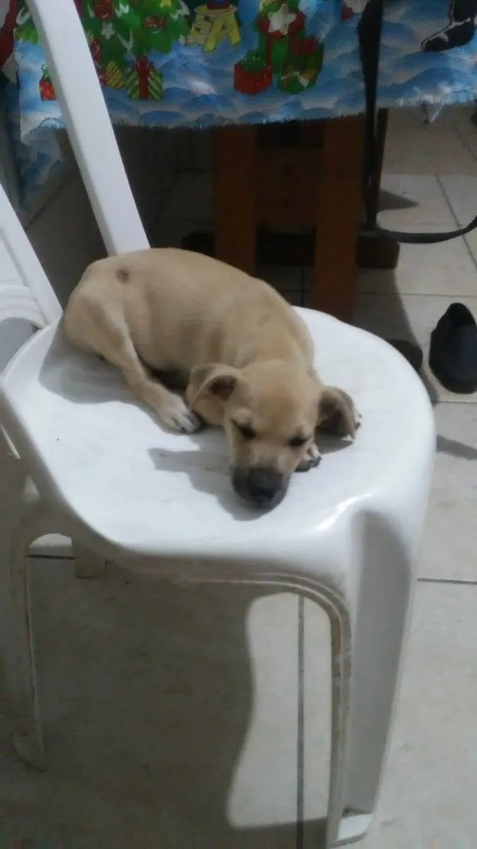 Cachorro ra a Comum idade 2 a 6 meses nome Toddy 2