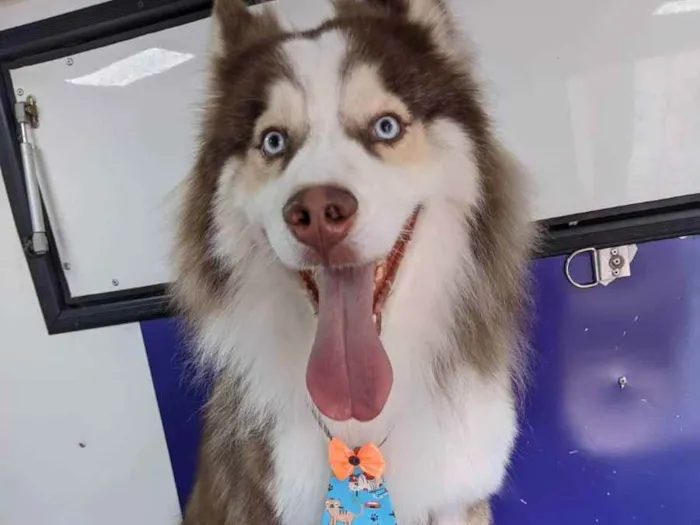 Cachorro raça Husky Siberiano idade 4 anos nome Thor