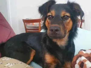 Cachorro raça SRD idade 7 a 11 meses nome Thor