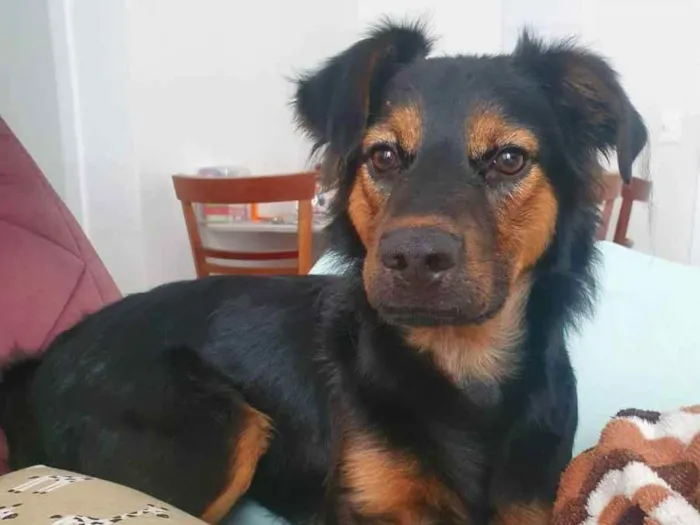 Cachorro ra a SRD idade 7 a 11 meses nome Thor