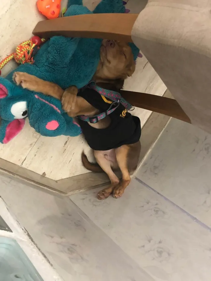 Cachorro ra a Srd idade 2 a 6 meses nome Carmelo