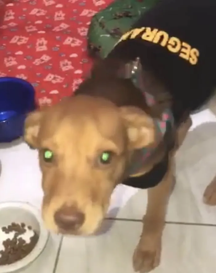 Cachorro ra a Srd idade 2 a 6 meses nome Carmelo