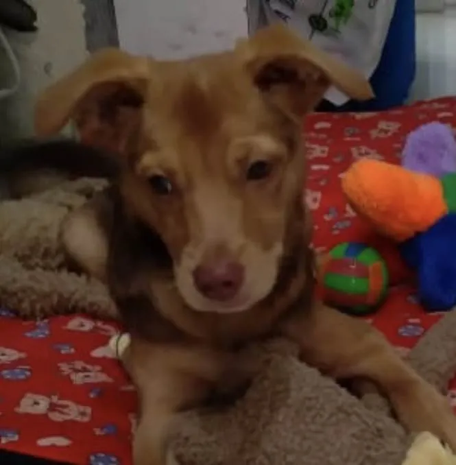 Cachorro ra a Srd idade 2 a 6 meses nome Carmelo