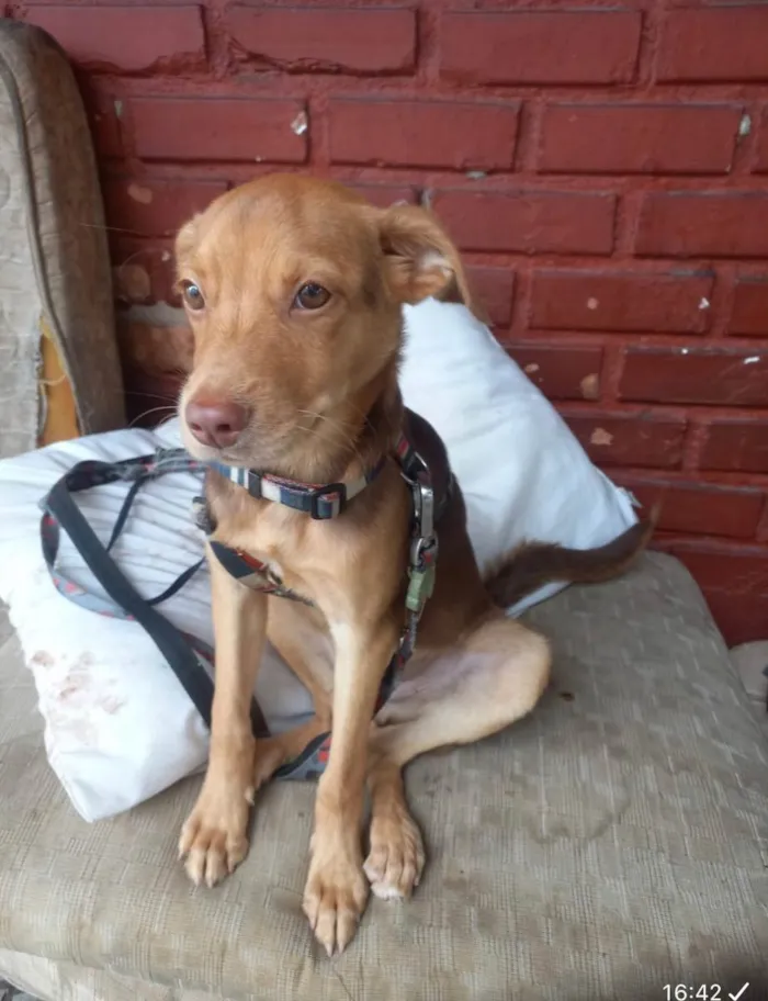 Cachorro ra a Srd idade 2 a 6 meses nome Carmelo