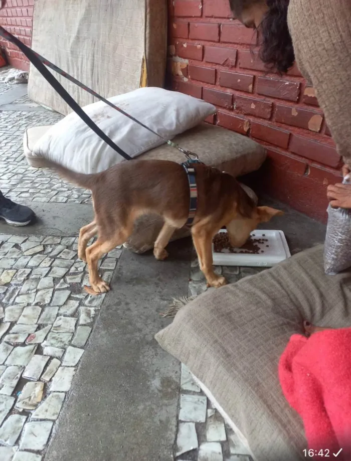 Cachorro ra a Srd idade 2 a 6 meses nome Carmelo