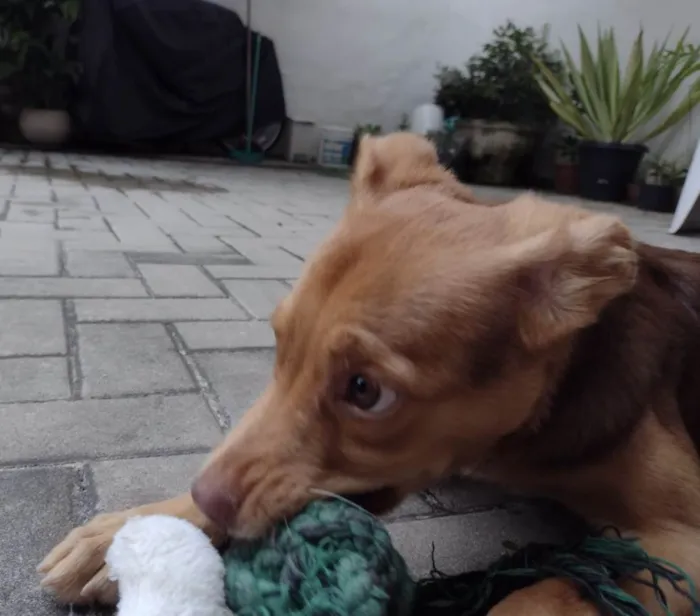 Cachorro ra a Srd idade 2 a 6 meses nome Carmelo