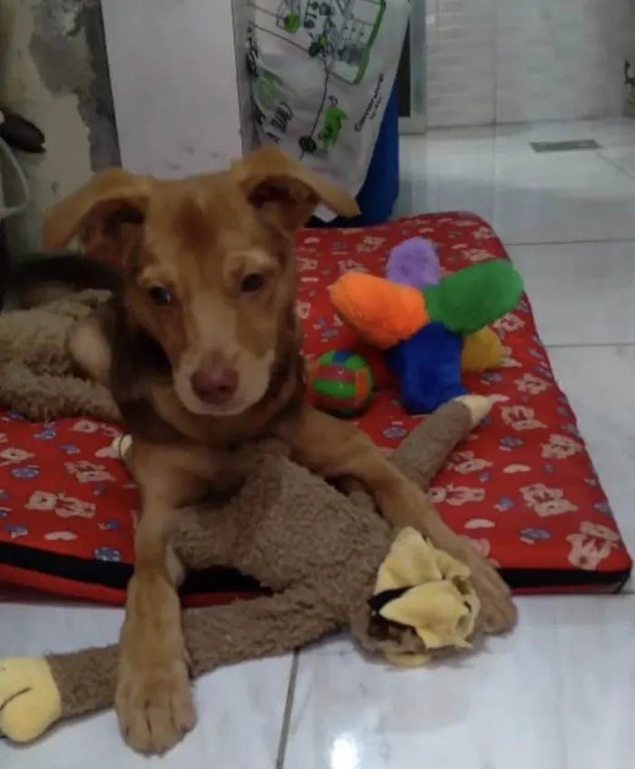 Cachorro ra a Srd idade 2 a 6 meses nome Carmelo