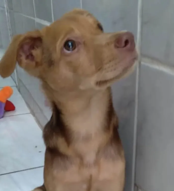 Cachorro ra a Srd idade 2 a 6 meses nome Carmelo