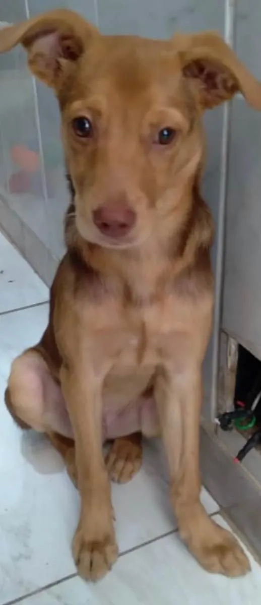 Cachorro ra a Srd idade 2 a 6 meses nome Carmelo