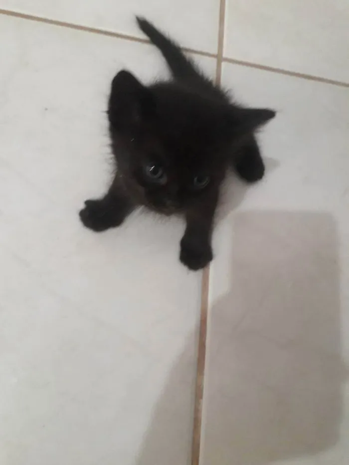 Gato ra a Sem raça  idade Abaixo de 2 meses nome Bilu