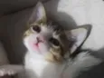 Nina