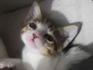 Gato raça  idade 2 a 6 meses nome Nina