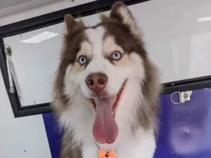 Cachorro raça Husky Siberiano idade 4 anos nome Thor