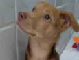 Carmelo