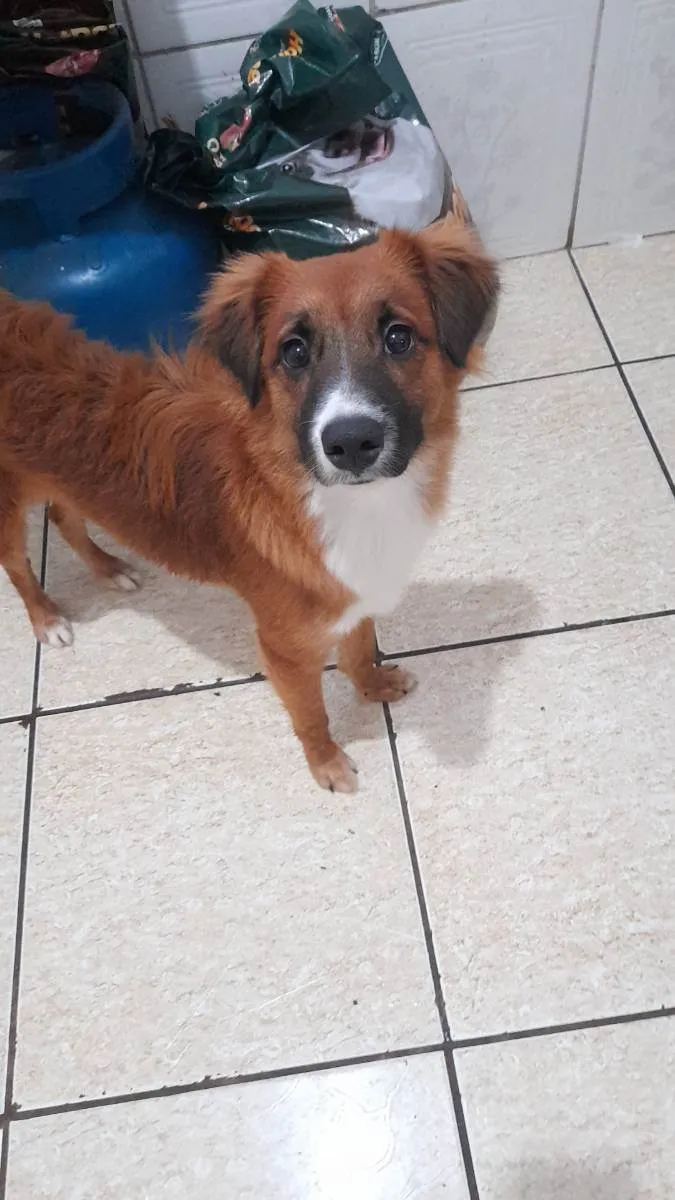 Cachorro raça Vira lata idade 7 a 11 meses nome Bolt