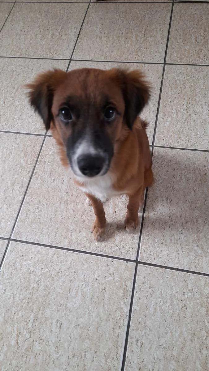 Cachorro raça Vira lata idade 7 a 11 meses nome Bolt
