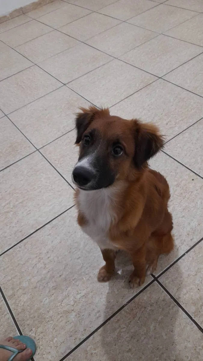 Cachorro raça Vira lata idade 7 a 11 meses nome Bolt