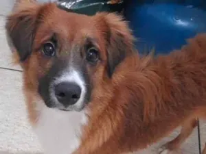 Cachorro raça Vira lata idade 7 a 11 meses nome Bolt