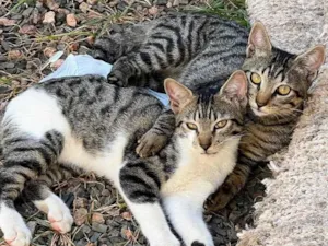 Gato raça Srd idade 2 a 6 meses nome João &Pedro