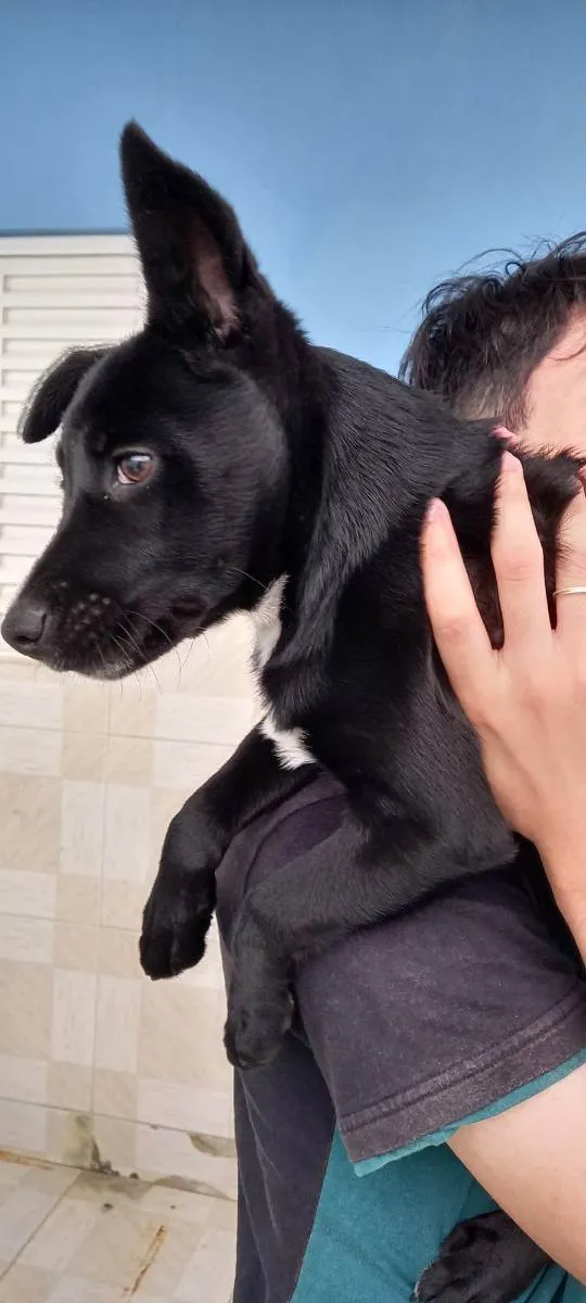 Cachorro ra a Vira-lata idade 2 a 6 meses nome Lili