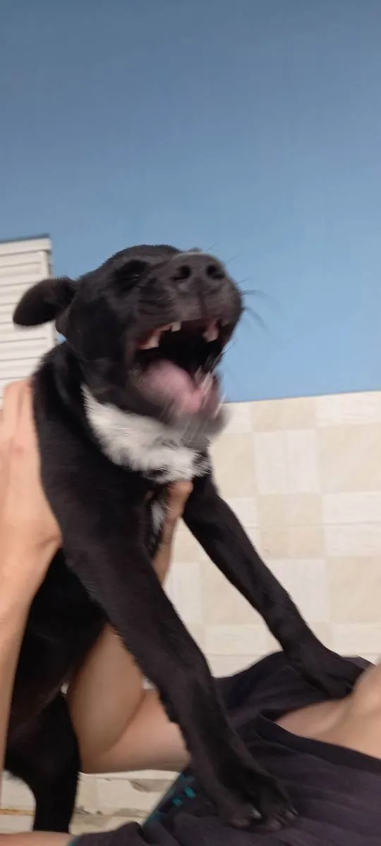 Cachorro ra a Vira-lata idade 2 a 6 meses nome Lili