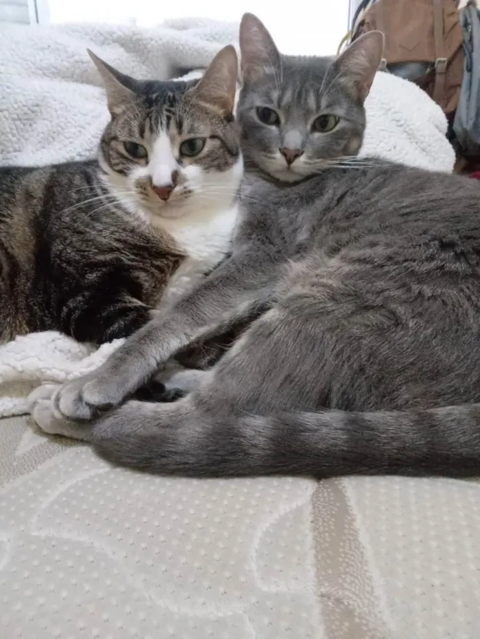 Gato ra a  idade 2 a 6 meses nome Faísca e Pepe
