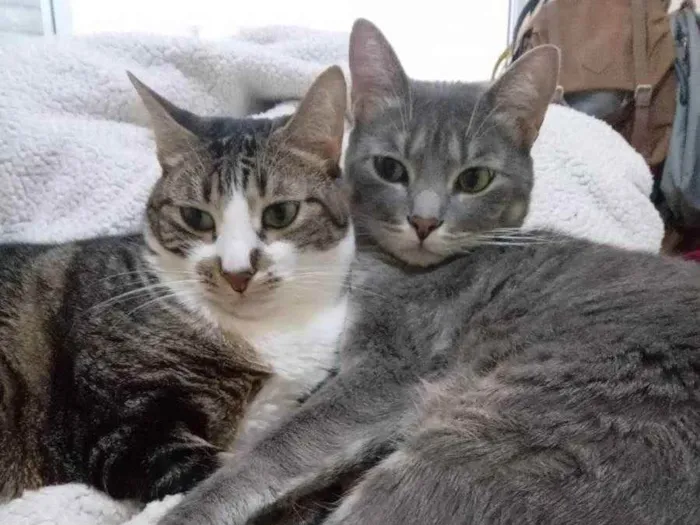Gato ra a  idade 2 a 6 meses nome Faísca e Pepe