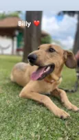 Cachorro raça Srd idade 7 a 11 meses nome Billy