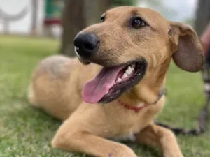 Cachorro raça Srd idade 7 a 11 meses nome Billy