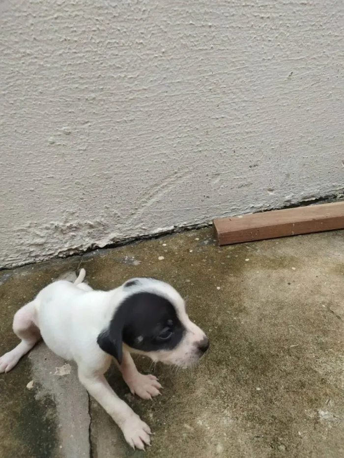 Cachorro ra a Indefinido idade Abaixo de 2 meses nome Filhotes