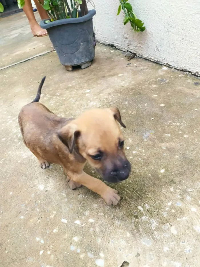 Cachorro ra a Indefinido idade Abaixo de 2 meses nome Filhotes