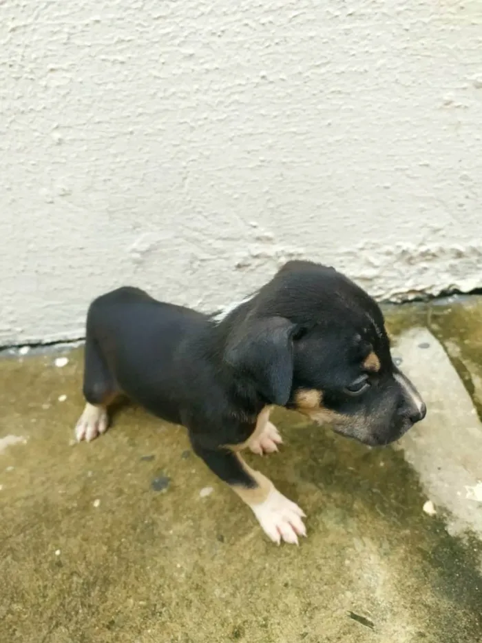Cachorro ra a Indefinido idade Abaixo de 2 meses nome Filhotes
