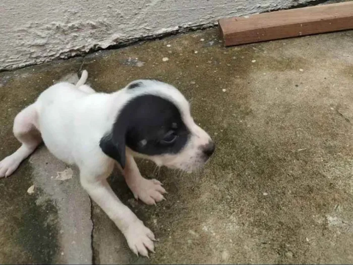 Cachorro ra a Indefinido idade Abaixo de 2 meses nome Filhotes