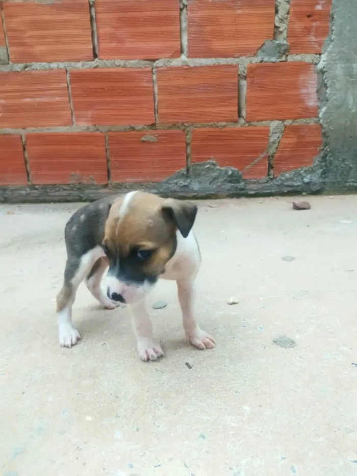 Cachorro ra a Indefinido idade Abaixo de 2 meses nome Filhotes