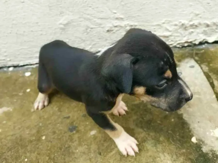 Cachorro ra a Indefinido idade Abaixo de 2 meses nome Filhotes