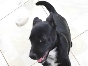 Cachorro raça Vira-lata idade 2 a 6 meses nome Lili