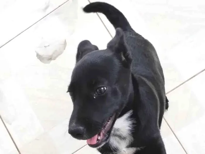 Cachorro ra a Vira-lata idade 2 a 6 meses nome Lili