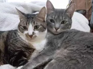 Gato raça  idade 2 a 6 meses nome Pepe